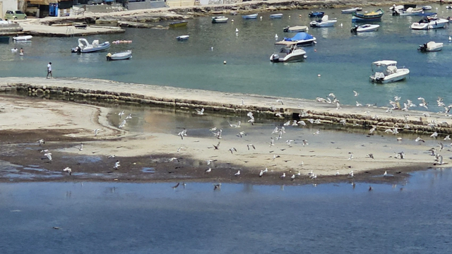 Encroachment on Birdlife at Salina Reserve