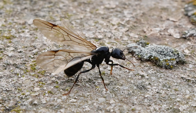Ant colony near stone wall in Gozo