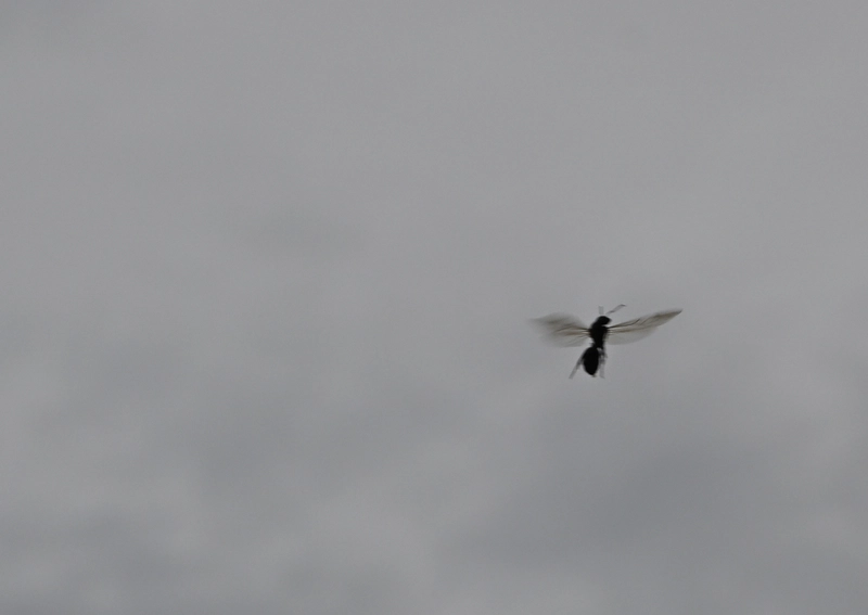 Flying ants emerging after summer rain