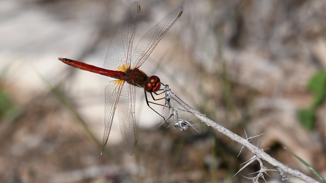 Dragonflies