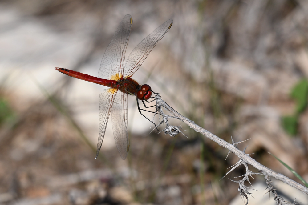 Dragonfly