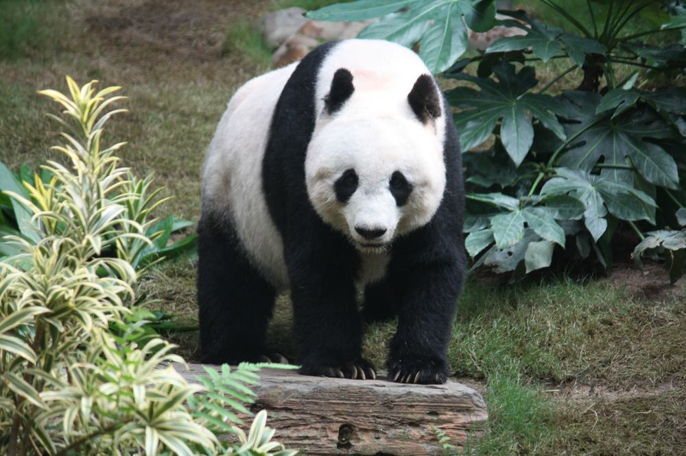 Grosser Panda