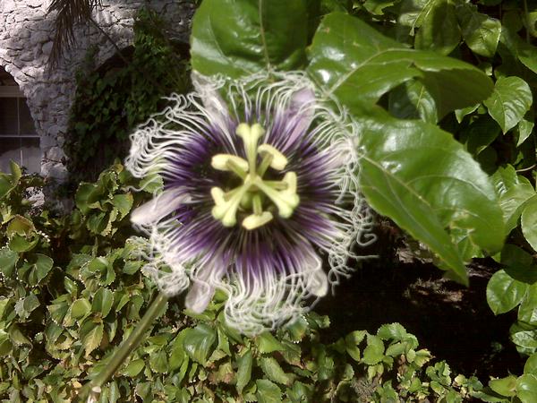 Flower Key West