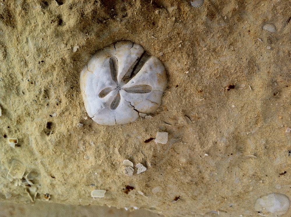 Fossil remains - Seashells