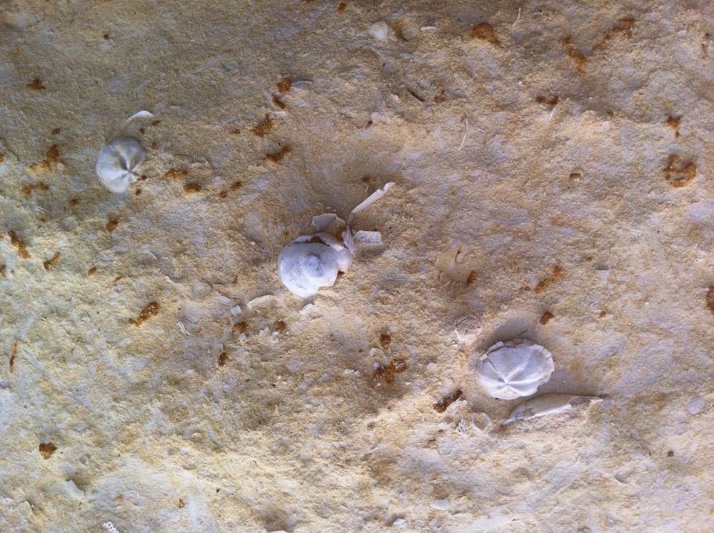 Seashells embedded in sedimentary rock at Tigne Point