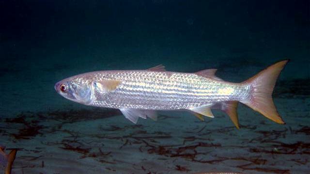 Mullet Fish