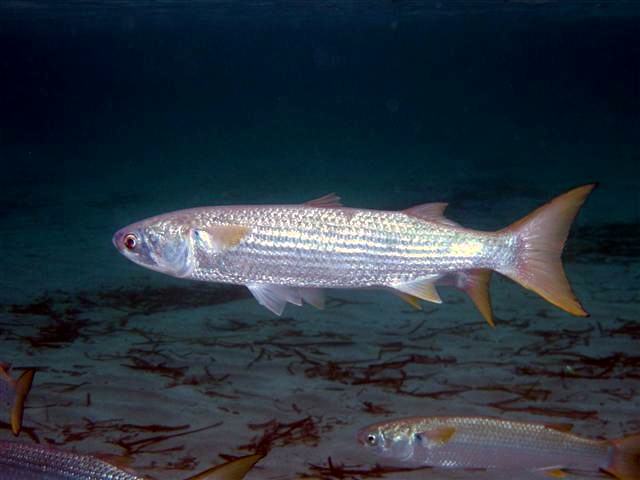 Mugil cephalus Minorca (Mullet)