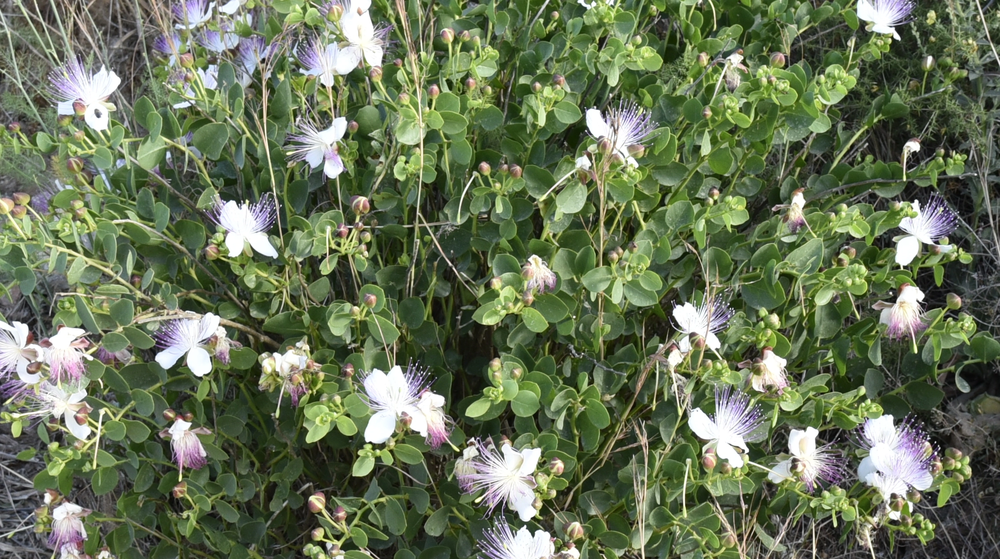 Nature flowers