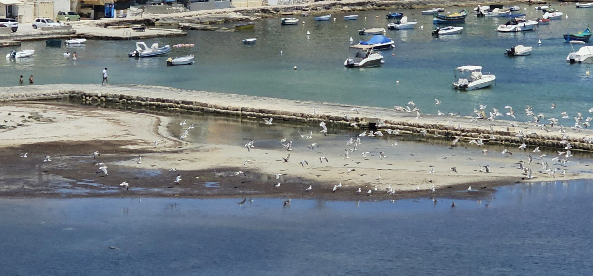 Encroachment on Birdlife at Salina Reserve