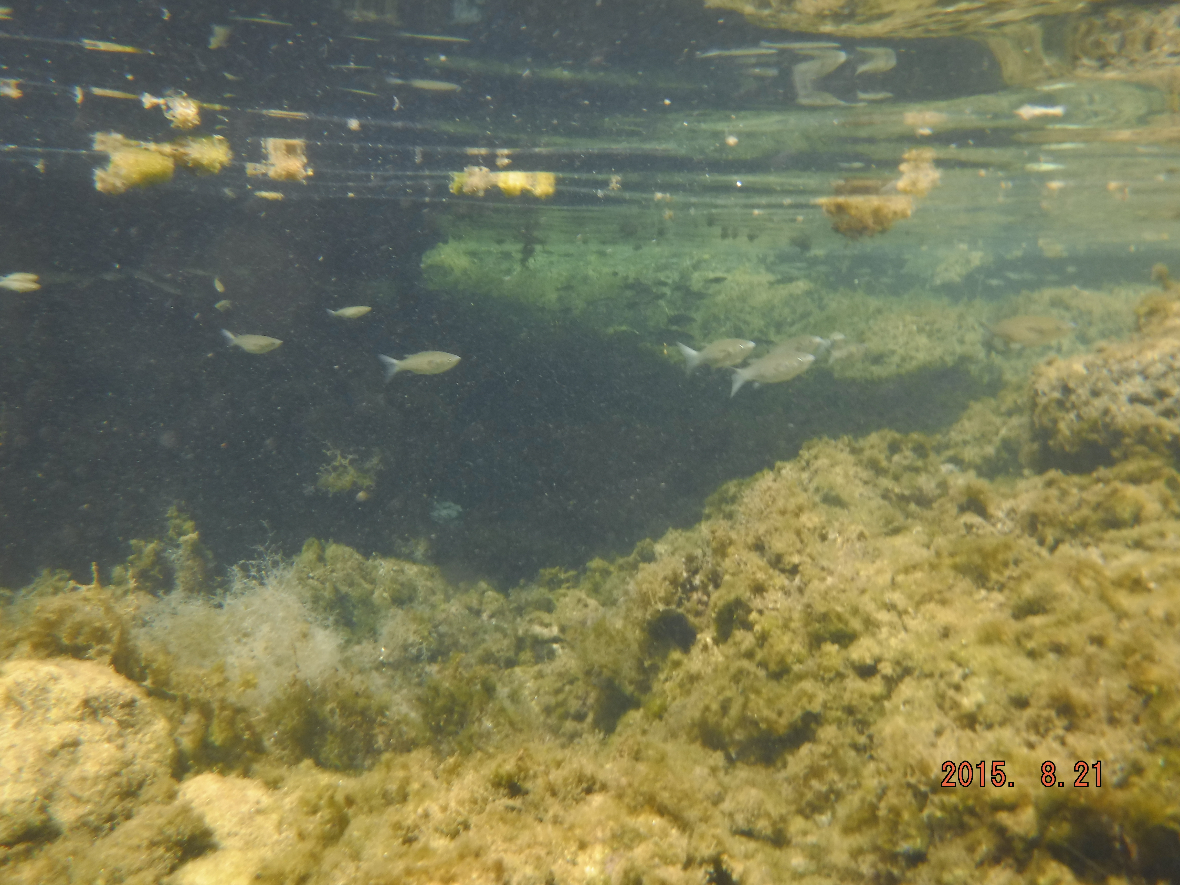 Marine environment