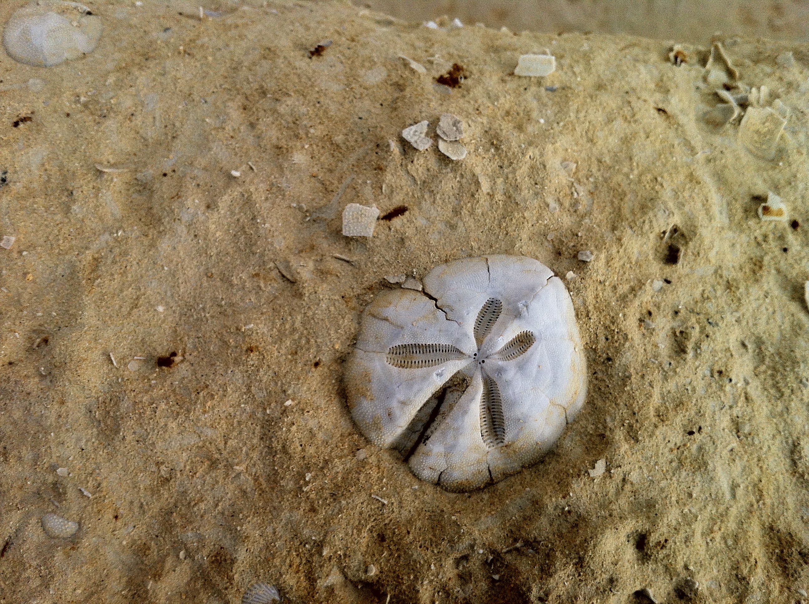 Environmental Chronology: Geological Formation of Malta (35–5 million years ago)