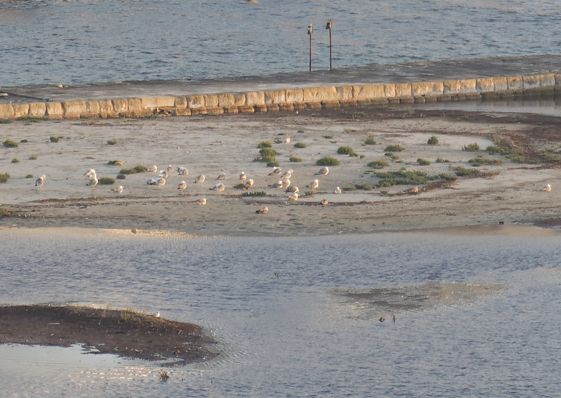 Seagulls at Salina